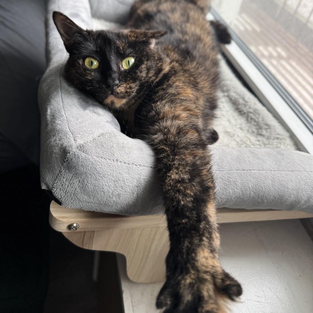 Enlarge Anna 3, a Adoptable Domestic Short Hair in Middle Village, NY image 1/6