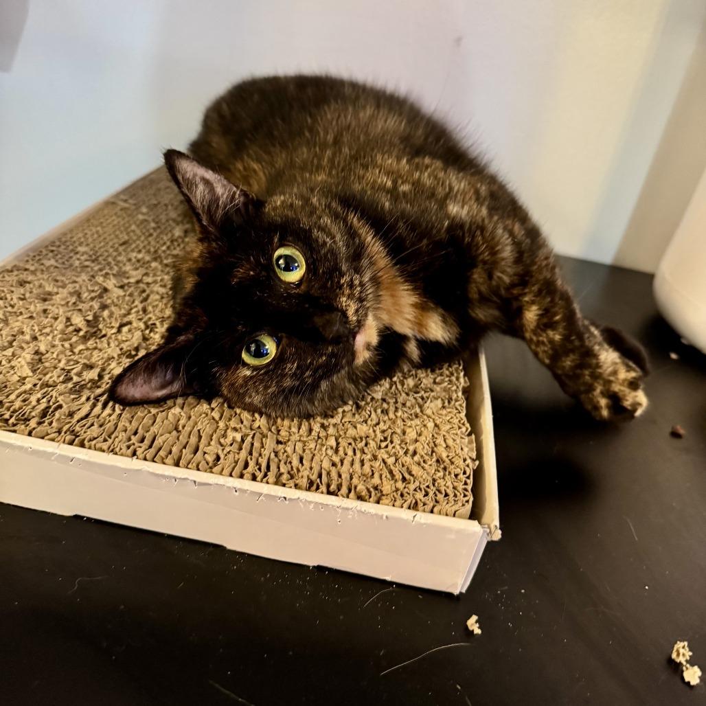 Enlarge Anna 3, a Adoptable Domestic Short Hair in Middle Village, NY image 2/6