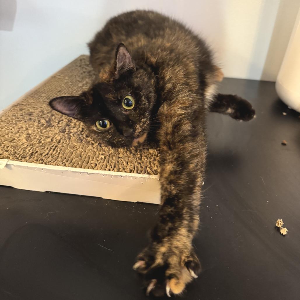 Enlarge Anna 3, a Adoptable Domestic Short Hair in Middle Village, NY image 3/6