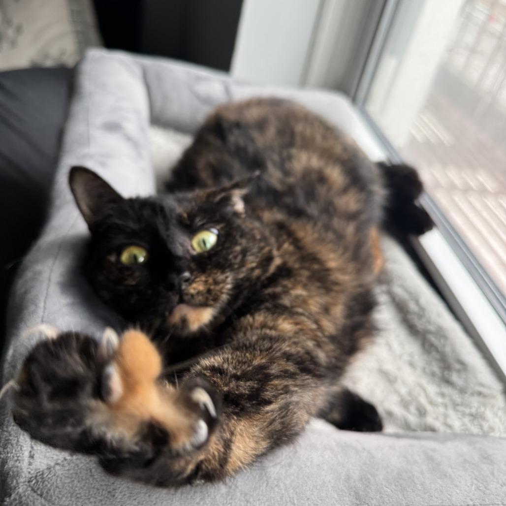 Enlarge Anna 3, a Adoptable Domestic Short Hair in Middle Village, NY image 4/6