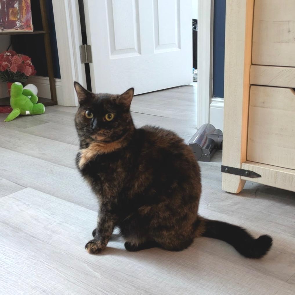 Enlarge Anna 3, a Adoptable Domestic Short Hair in Middle Village, NY image 5/6