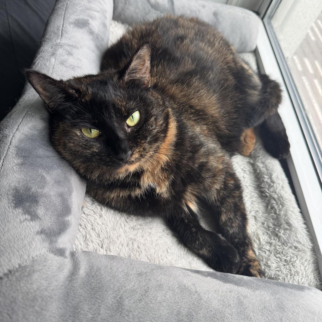 Enlarge Anna 3, a Adoptable Domestic Short Hair in Middle Village, NY image 6/6