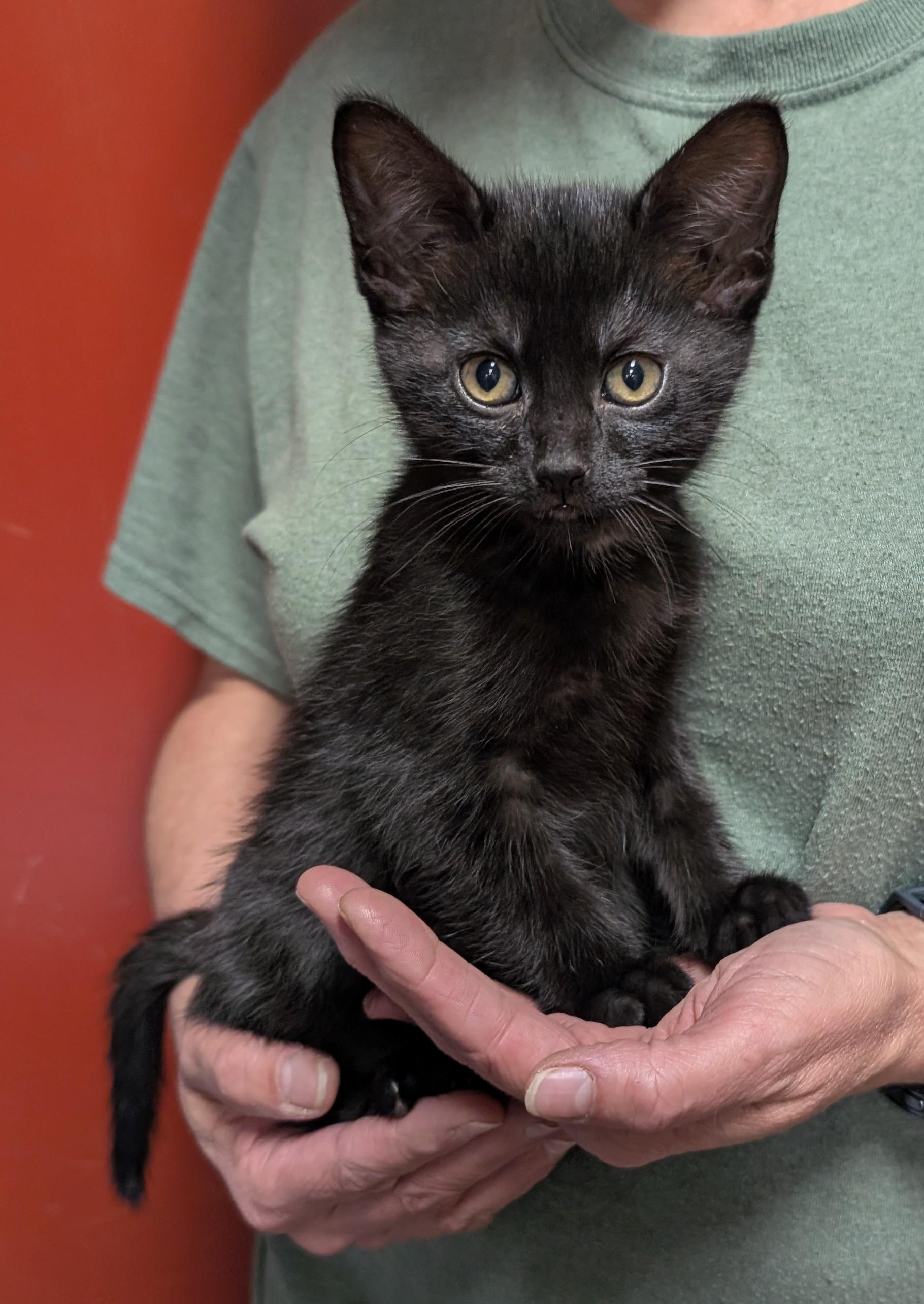 Zena, adopted, Kitten Female Domestic Short Hair.