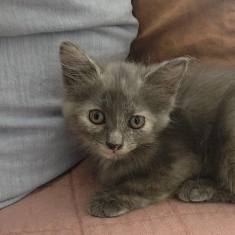 Enlarge Poppy, a Adoptable Domestic Long Hair in Chattanooga, TN image 3/4