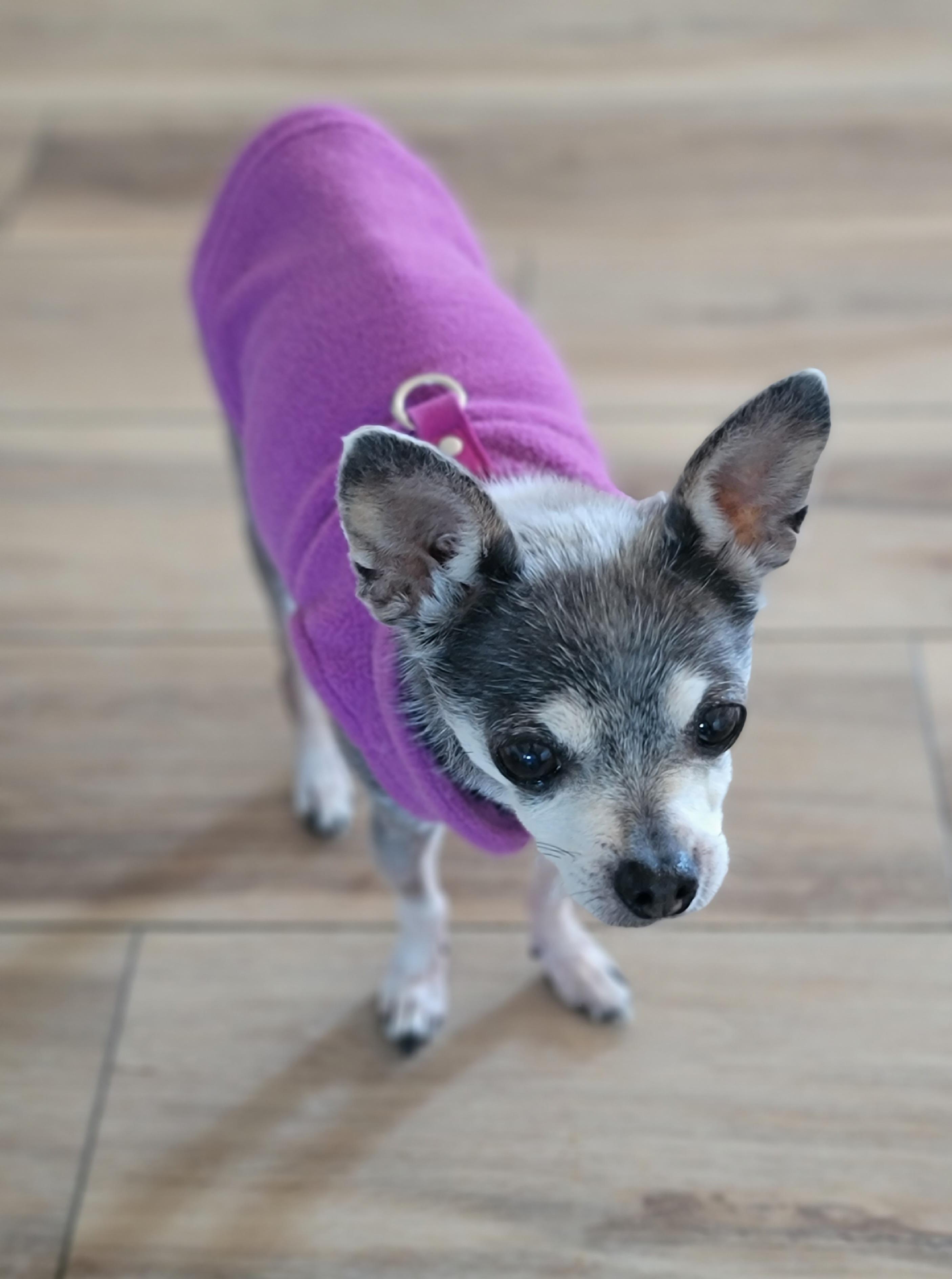 Enlarge Trixie, a ADOPTABLE mixed breed in Midlothian, VA image 1/2