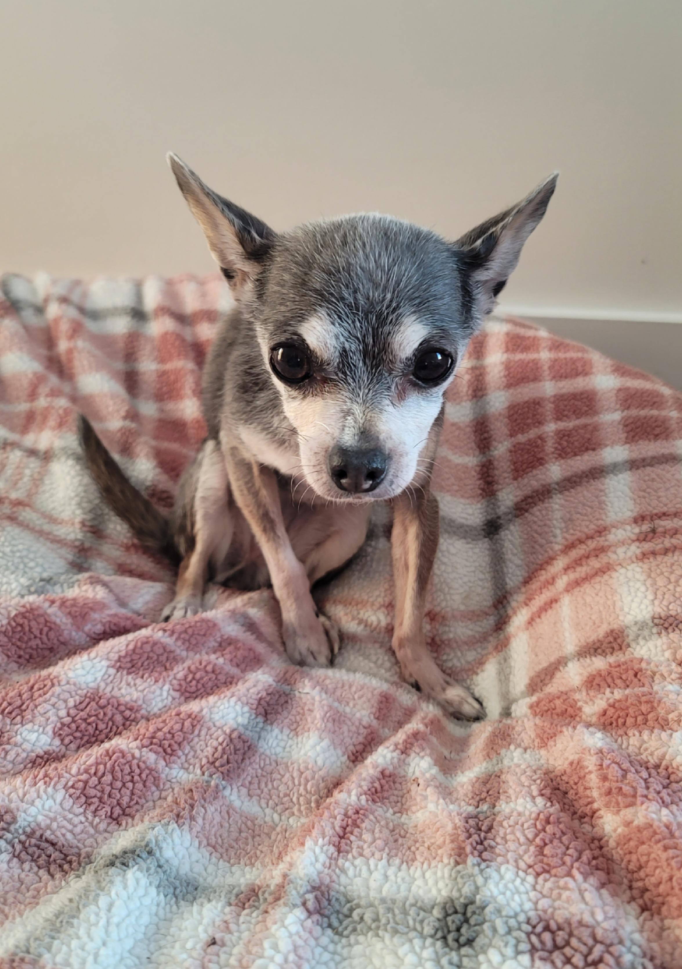 Enlarge Trixie, a ADOPTABLE mixed breed in Midlothian, VA image 2/2