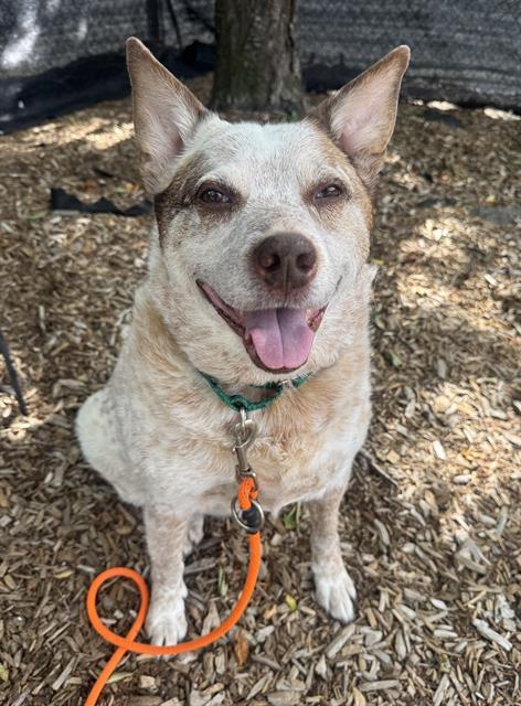 SATCHEL, Adoptable, Adult Male Australian Cattle Dog / Blue Heeler.