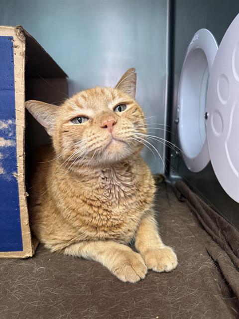 LORD CRUMB BANDIT, Adoptable, Adult Male Domestic Short Hair.