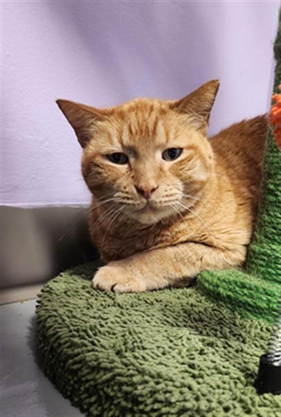 Enlarge LORD CRUMB BANDIT, a Adoptable Domestic Short Hair in Fort Walton Beach, FL image 1/1