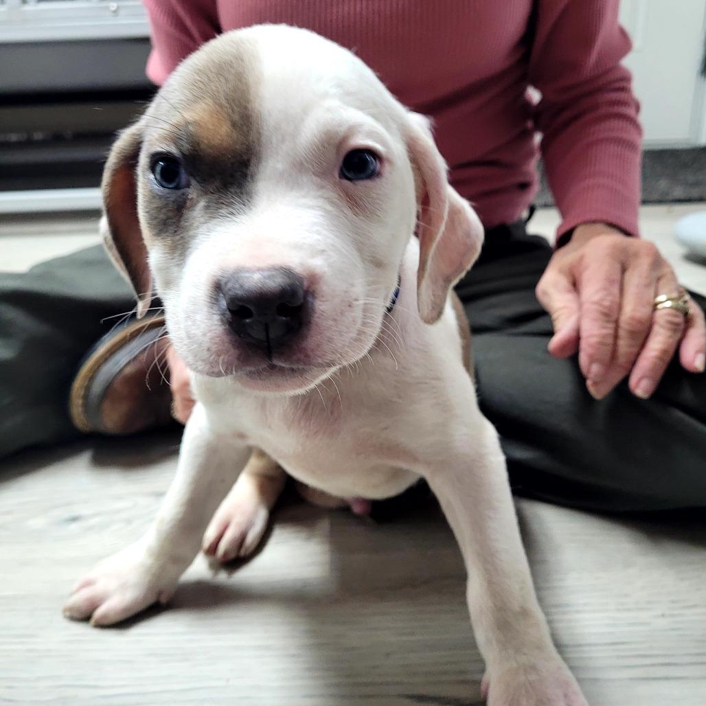 Taurus (Blue), Adoptable, Puppy Male Mixed Breed.