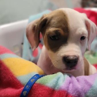 Enlarge Taurus (Blue), a Adoptable Mixed Breed in Allyn, WA image 2/2