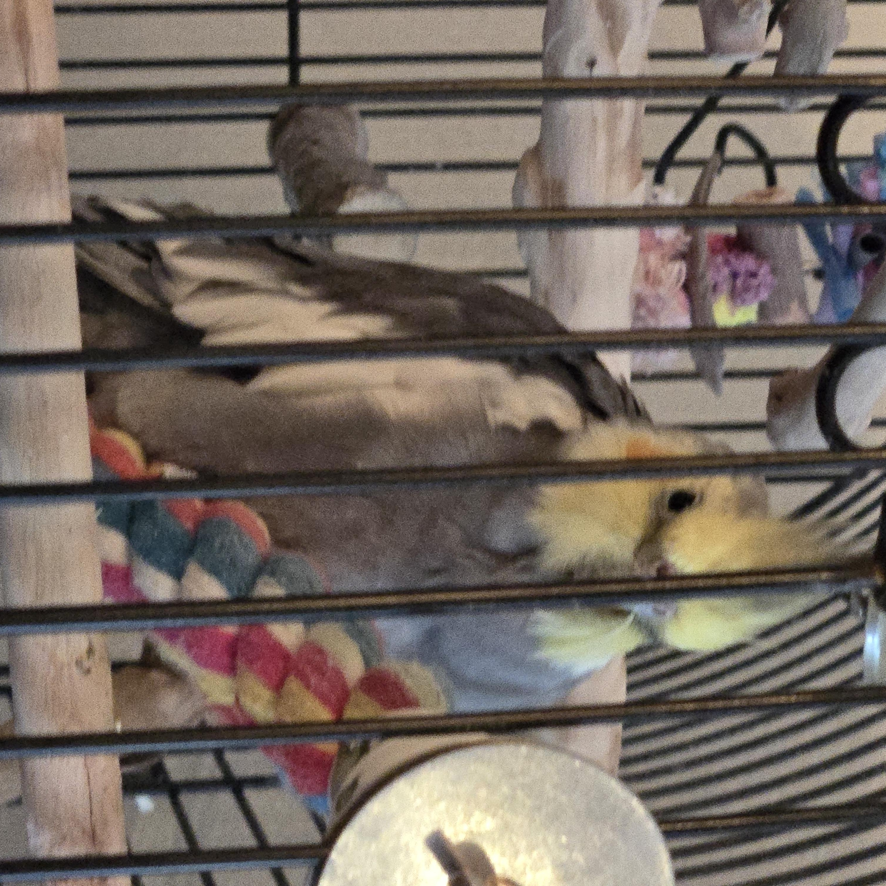 Pippen (Anchorage), Adoptable, Adult Unknown Cockatiel.