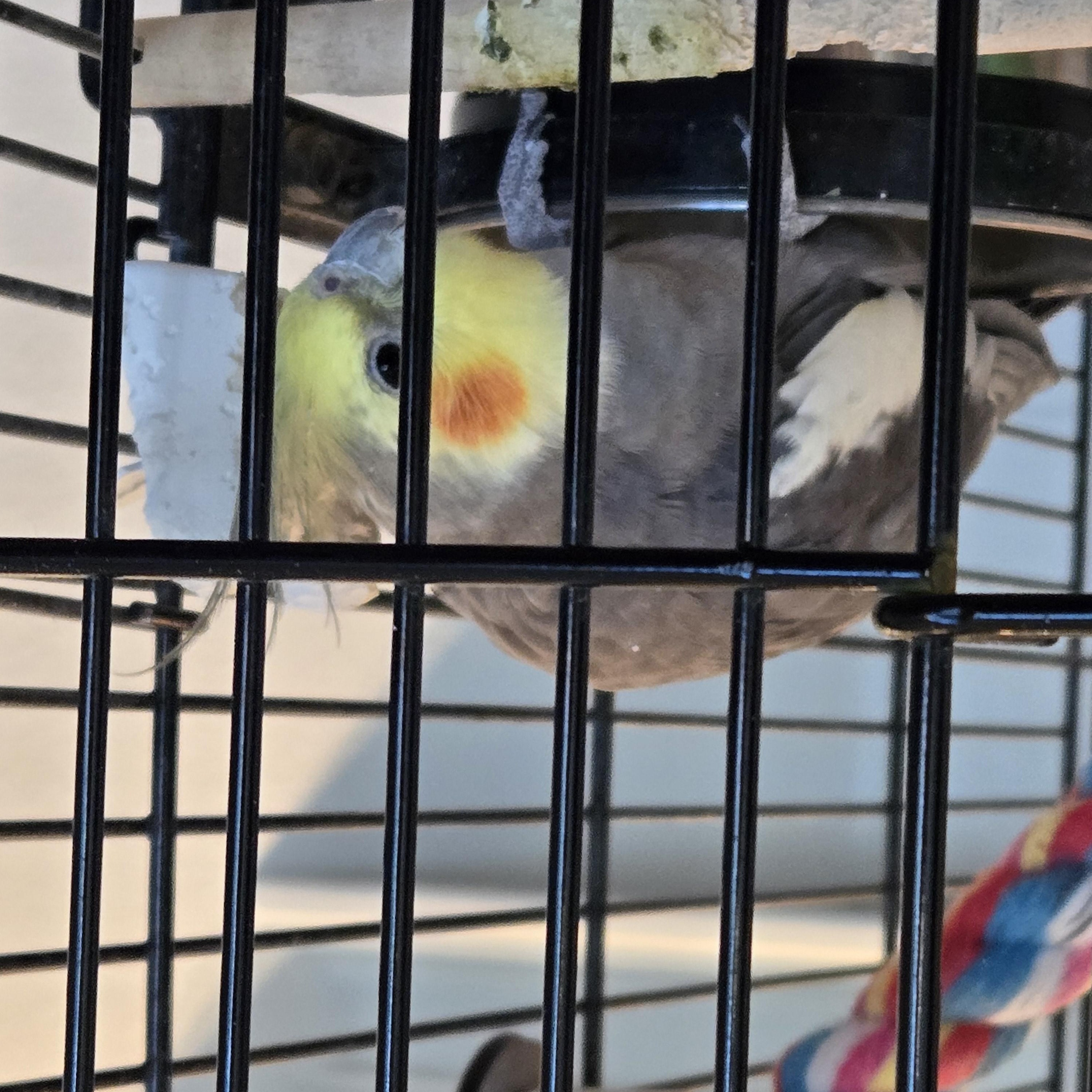 Enlarge Pippen (Anchorage), a Adoptable Cockatiel in Anchorage, AK image 2/3