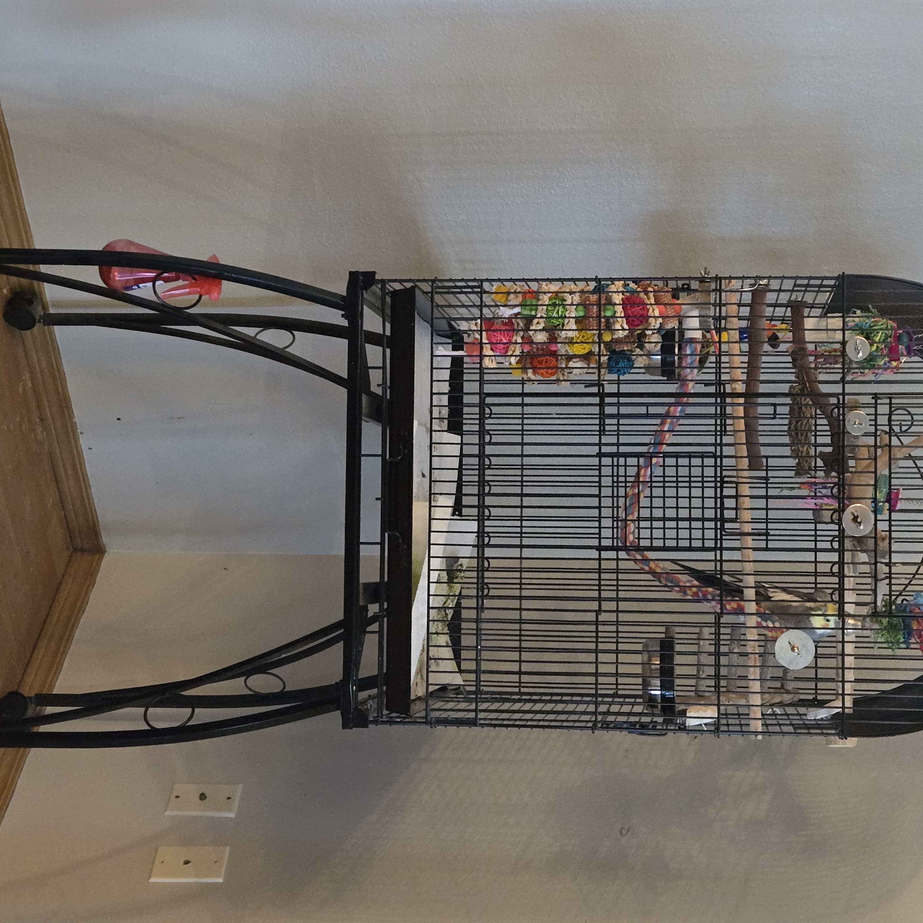 Enlarge Pippen (Anchorage), a Adoptable Cockatiel in Anchorage, AK image 3/3