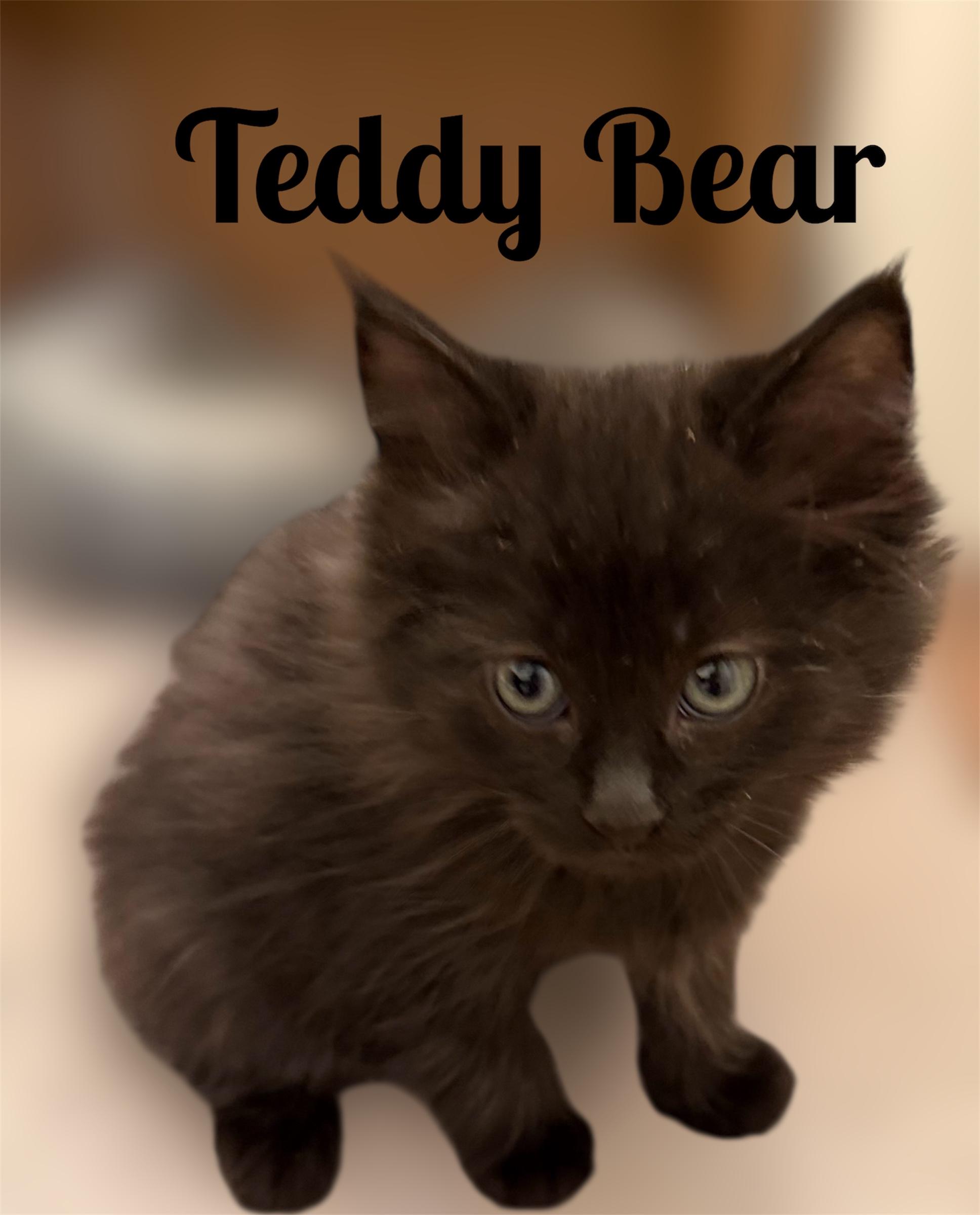 Enlarge Teddy Bear, a ADOPTABLE Domestic Medium Hair in Auburn, CA image 1/1