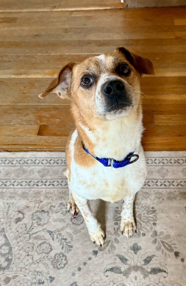 Sparky — thumbnail 3