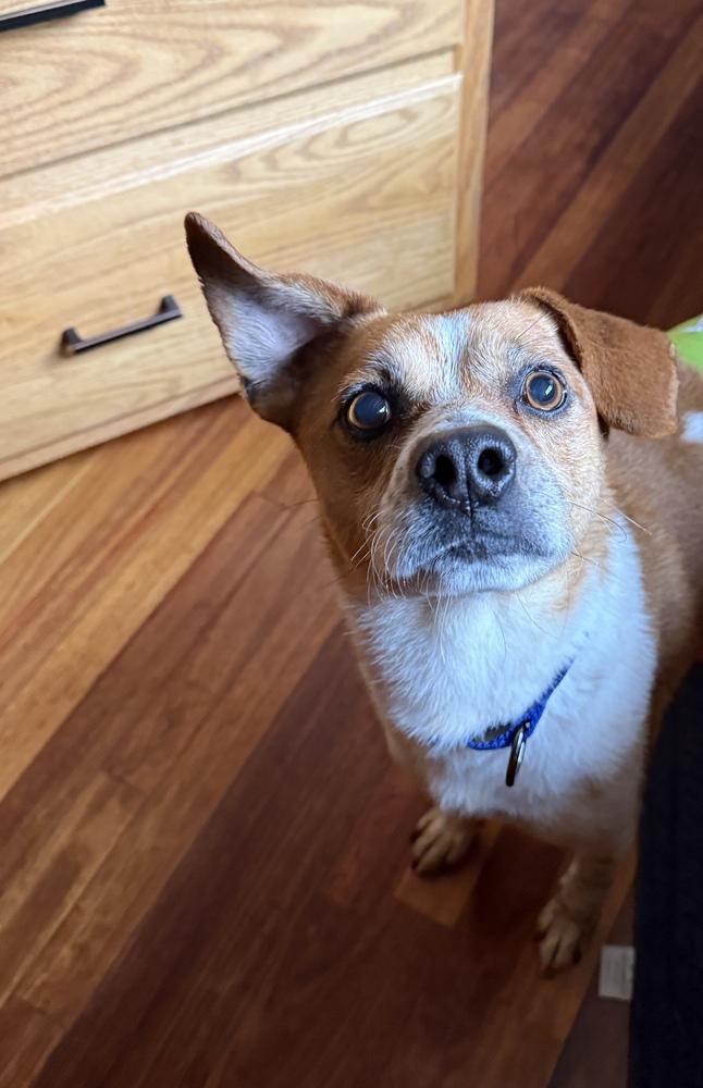 Sparky — thumbnail 4