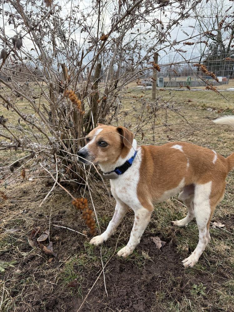 Sparky — thumbnail 5