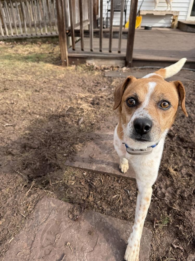 Sparky — thumbnail 6