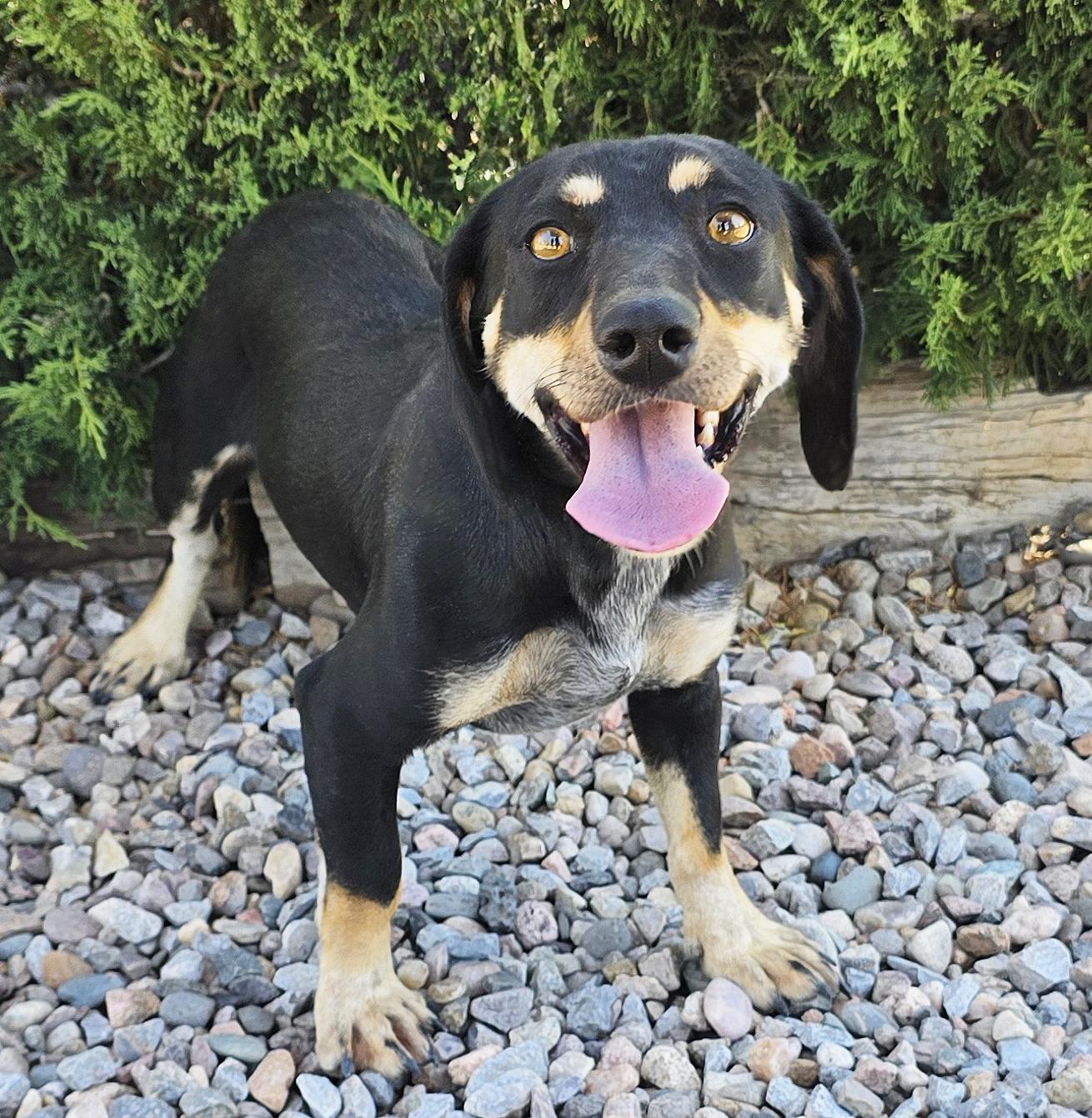 Wicked SWEET Lil Ms Wennie - Darling Dachshund, Adoptable, Young Female Dachshund.