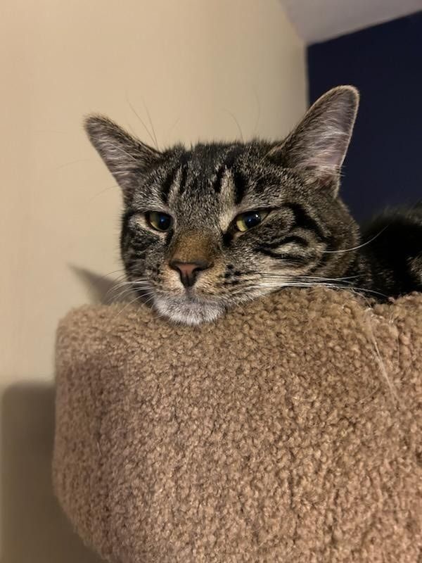 Mylo, Adopted, Kitten Male Domestic Short Hair.