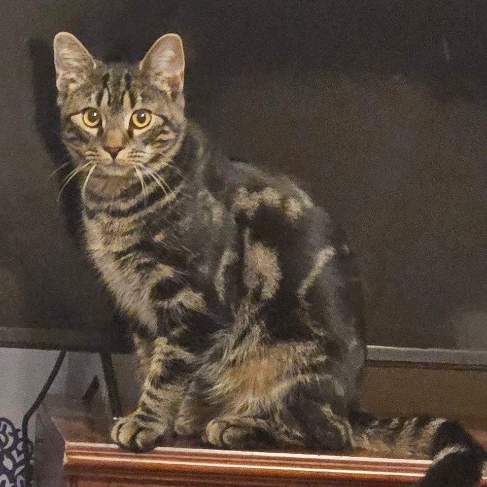 Mylo, a Adopted Domestic Short Hair in Toms River, NJ image 3/4