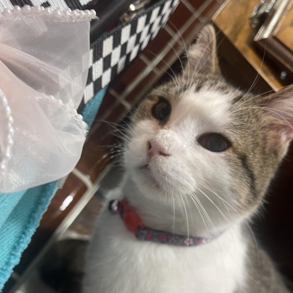 Enlarge Saffron, a Adoptable Domestic Short Hair in Pacific Grove, CA image 1/6