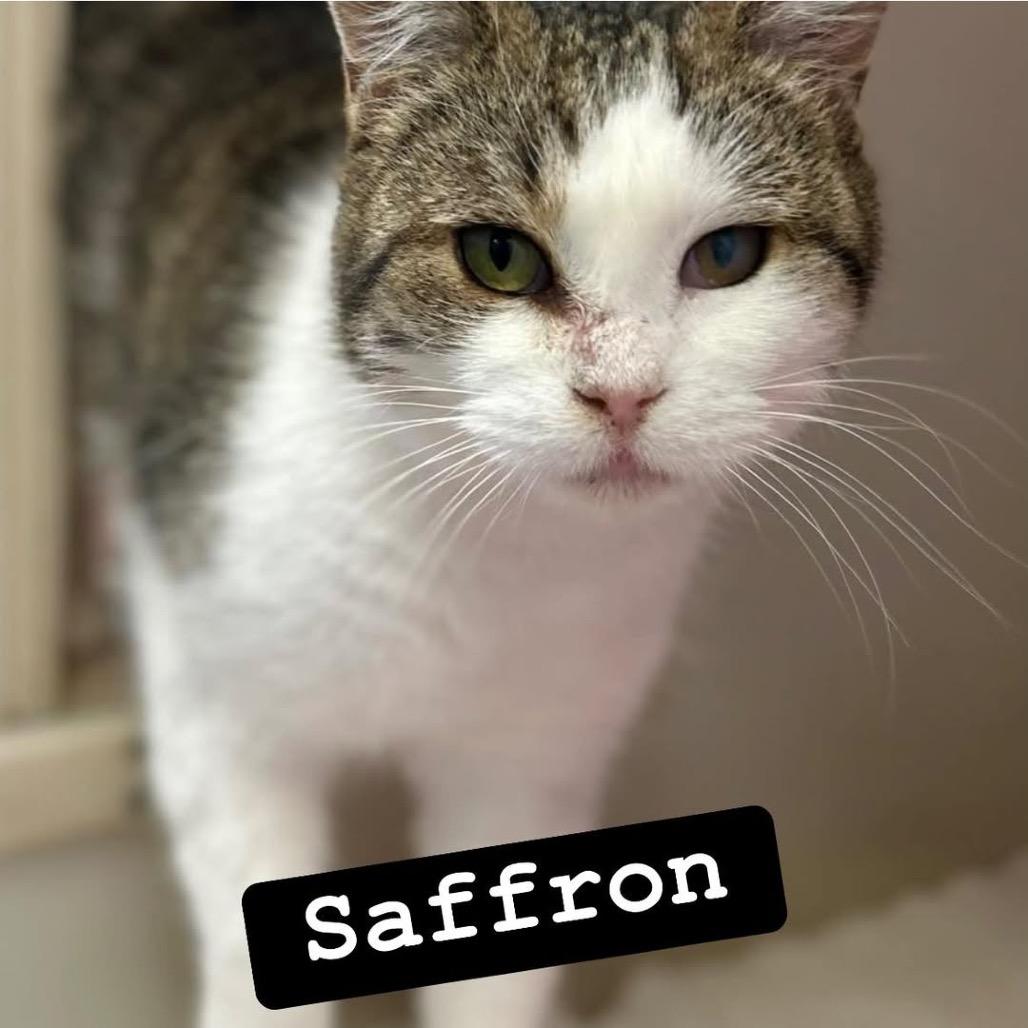 Enlarge Saffron, a Adoptable Domestic Short Hair in Pacific Grove, CA image 2/6