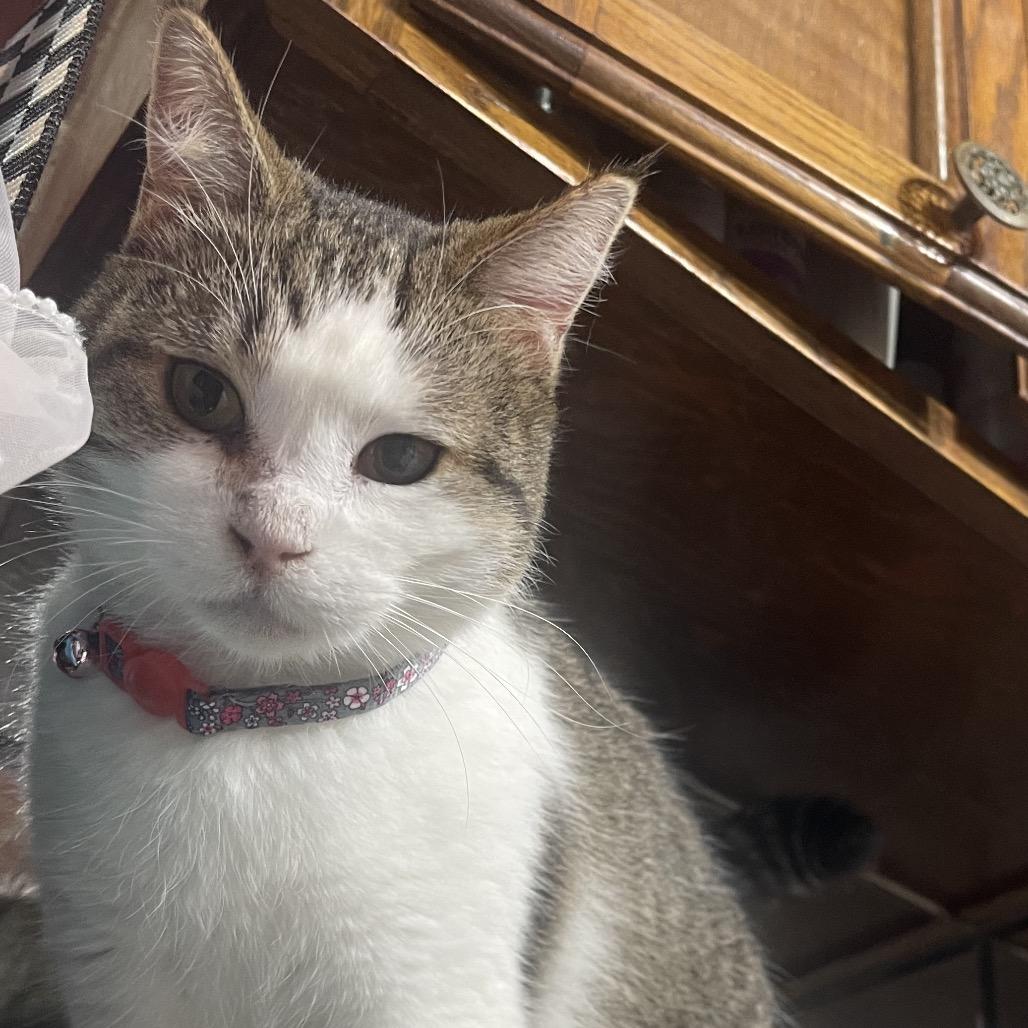 Enlarge Saffron, a Adoptable Domestic Short Hair in Pacific Grove, CA image 3/6