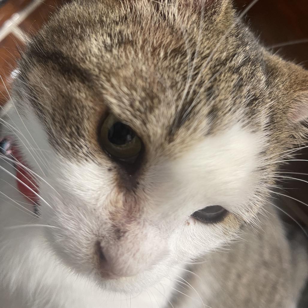 Enlarge Saffron, a Adoptable Domestic Short Hair in Pacific Grove, CA image 4/6