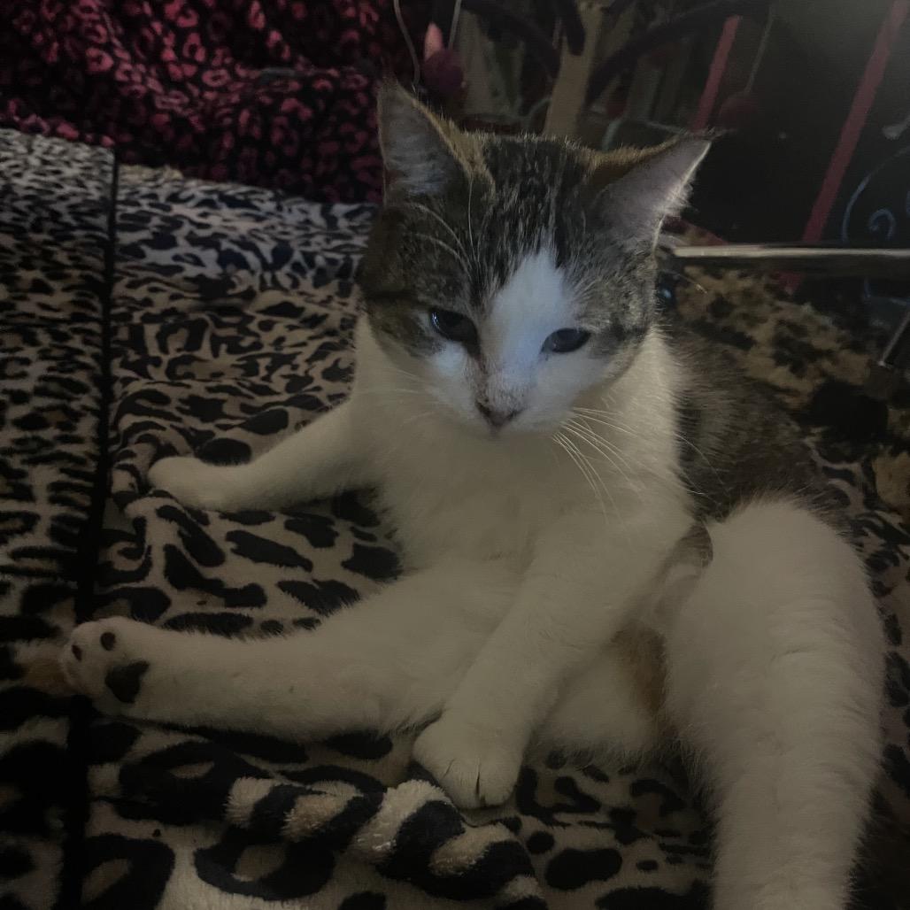 Enlarge Saffron, a Adoptable Domestic Short Hair in Pacific Grove, CA image 5/6