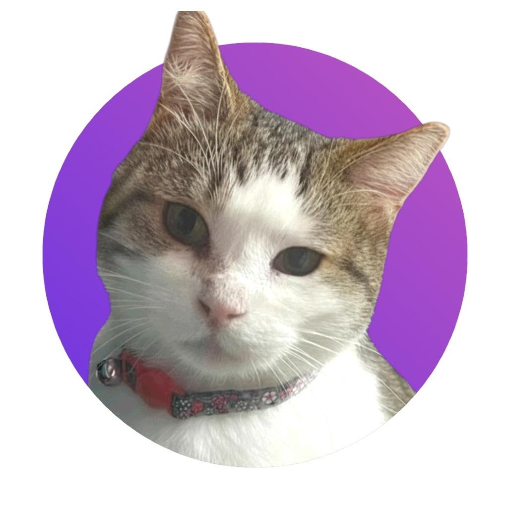 Enlarge Saffron, a Adoptable Domestic Short Hair in Pacific Grove, CA image 6/6