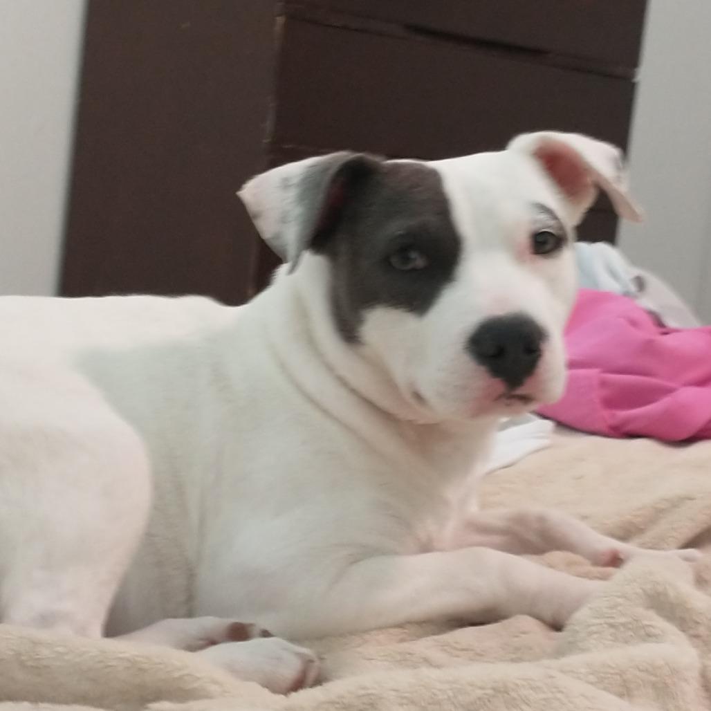 Enlarge Lucy fka lil stray, a Adoptable Terrier in Enterprise, AL image 1/3