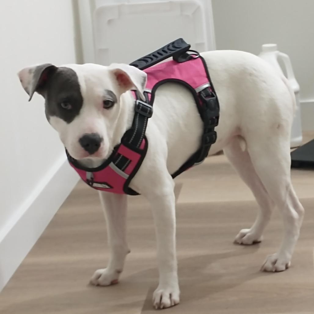 Enlarge Lucy fka lil stray, a Adoptable Terrier in Enterprise, AL image 2/3