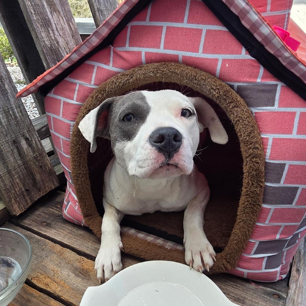 Enlarge Lucy fka lil stray, a Adoptable Terrier in Enterprise, AL image 3/3
