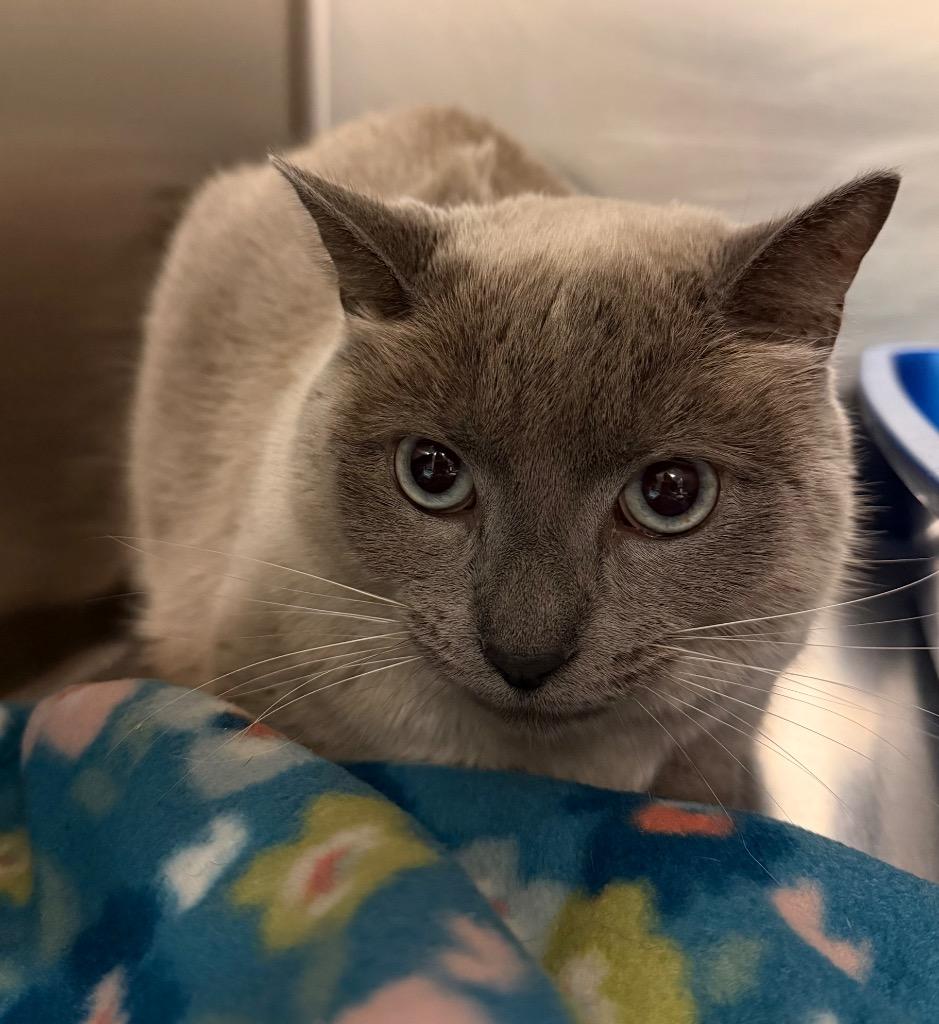 Nobu, Adoptable, Adult Female Domestic Short Hair.