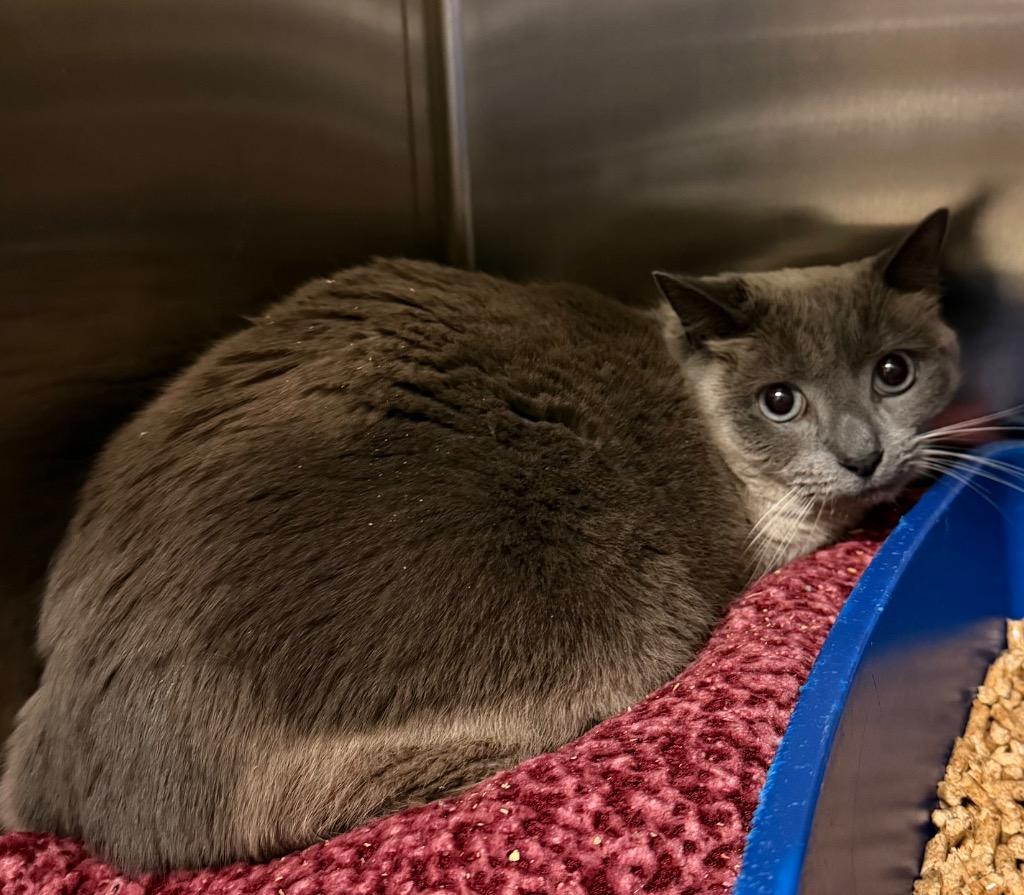 Enlarge Nobu, a Adoptable Domestic Short Hair in Ocala, FL image 2/2