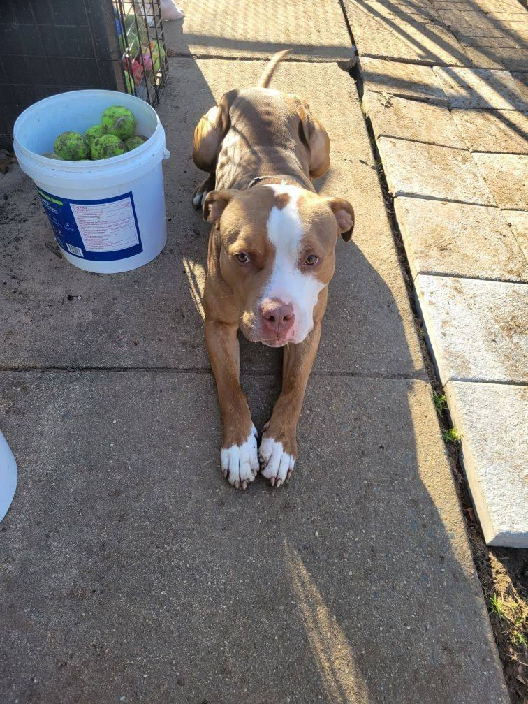 Enlarge Willy, a Adopted American Staffordshire Terrier in Edison, NJ image 1/3