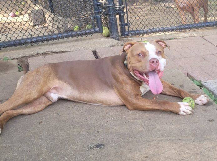 Enlarge Willy, a Adopted American Staffordshire Terrier in Edison, NJ image 2/3