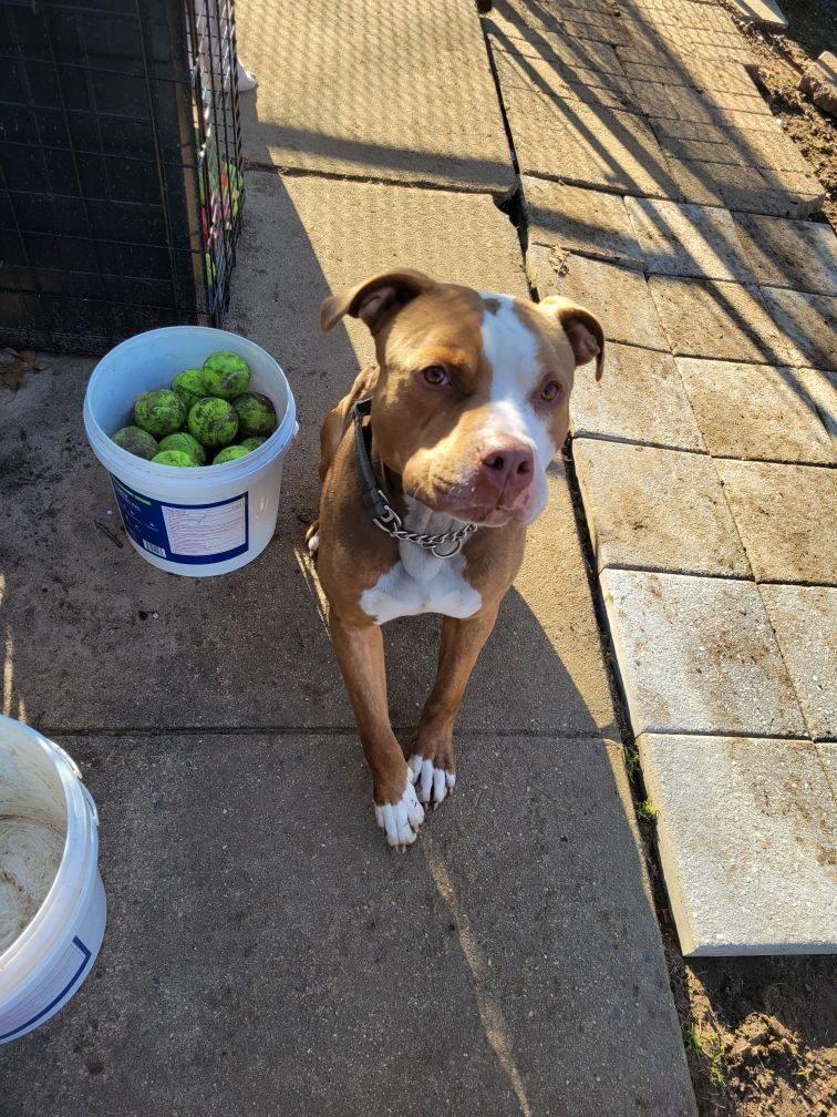 Enlarge Willy, a Adopted American Staffordshire Terrier in Edison, NJ image 3/3