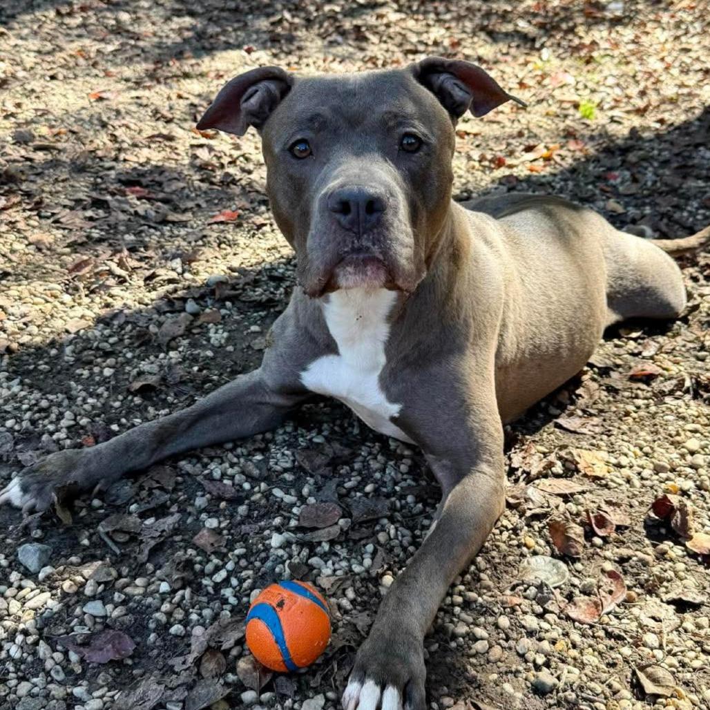 Violet, a Adoptable Pit Bull Terrier in Newark, NJ image 1/6