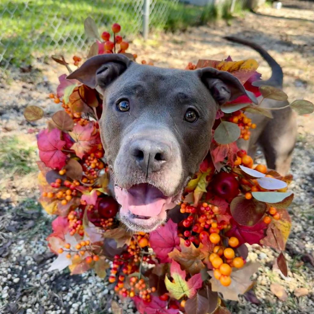 Violet, a Adoptable Pit Bull Terrier in Newark, NJ image 3/6
