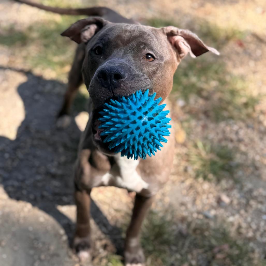 Violet, a Adoptable Pit Bull Terrier in Newark, NJ image 4/6