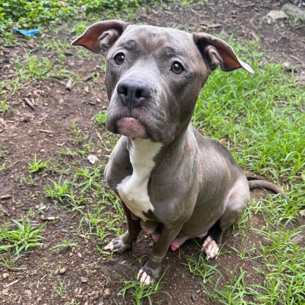 Violet, a Adoptable Pit Bull Terrier in Newark, NJ image 5/6