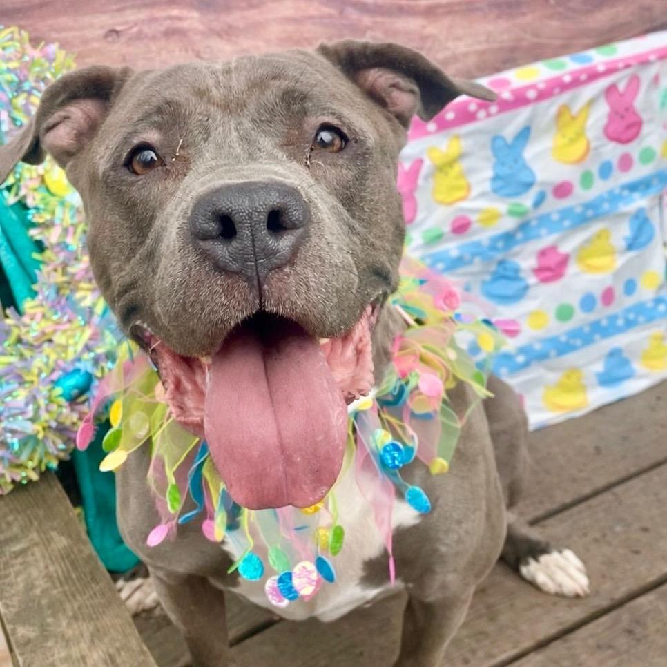 Violet, a Adoptable Pit Bull Terrier in Newark, NJ image 6/6