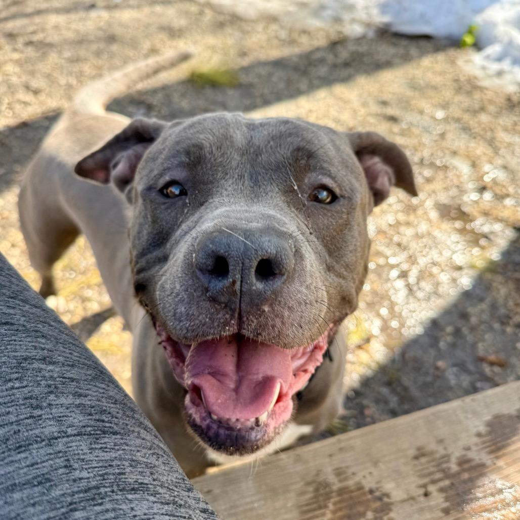 Violet, a Adoptable Pit Bull Terrier in Newark, NJ image 6/6