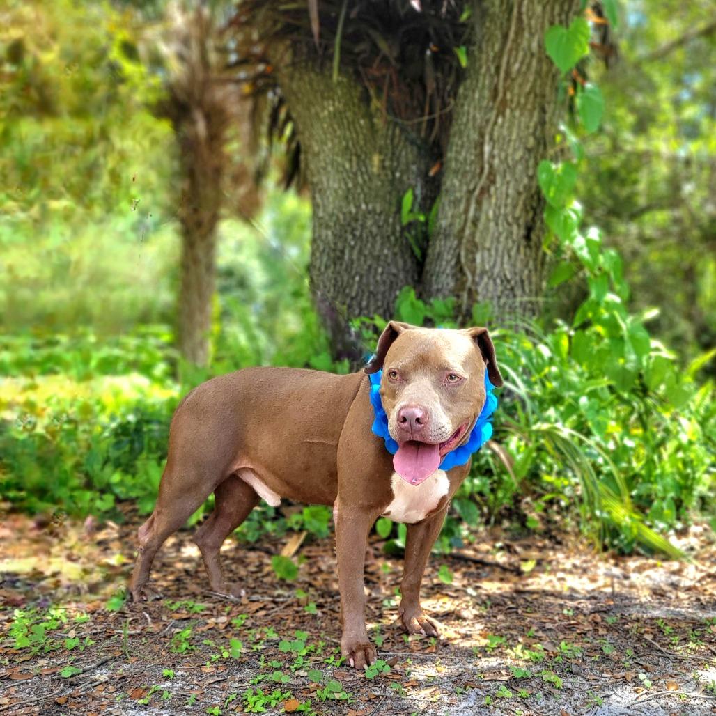 Smoke, Adoptable, Senior Male Mixed Breed.