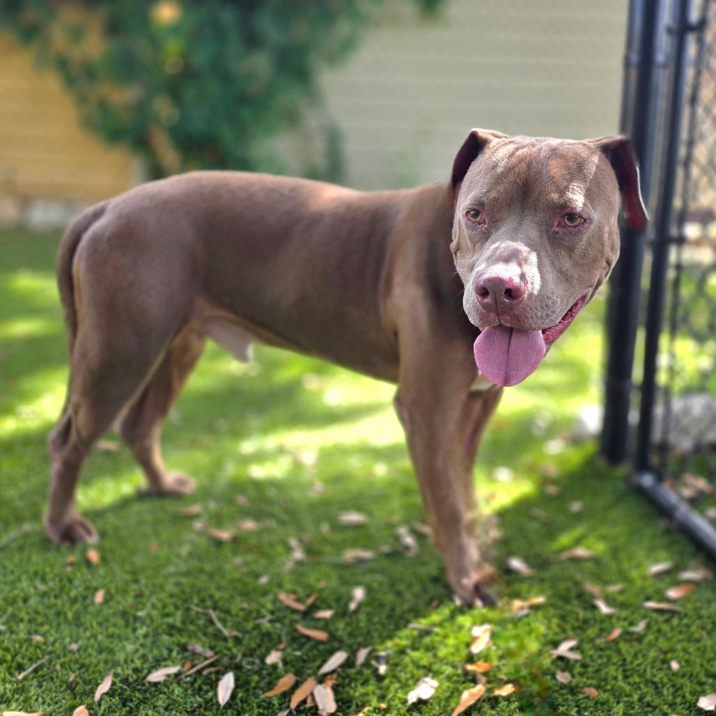 Enlarge Smoke, a Adoptable Mixed Breed in Port Charlotte, FL image 4/6