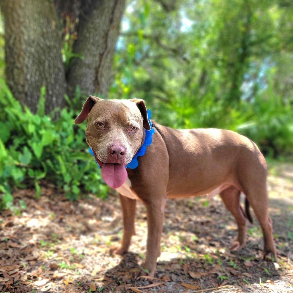 Enlarge Smoke, a Adoptable Mixed Breed in Port Charlotte, FL image 5/6