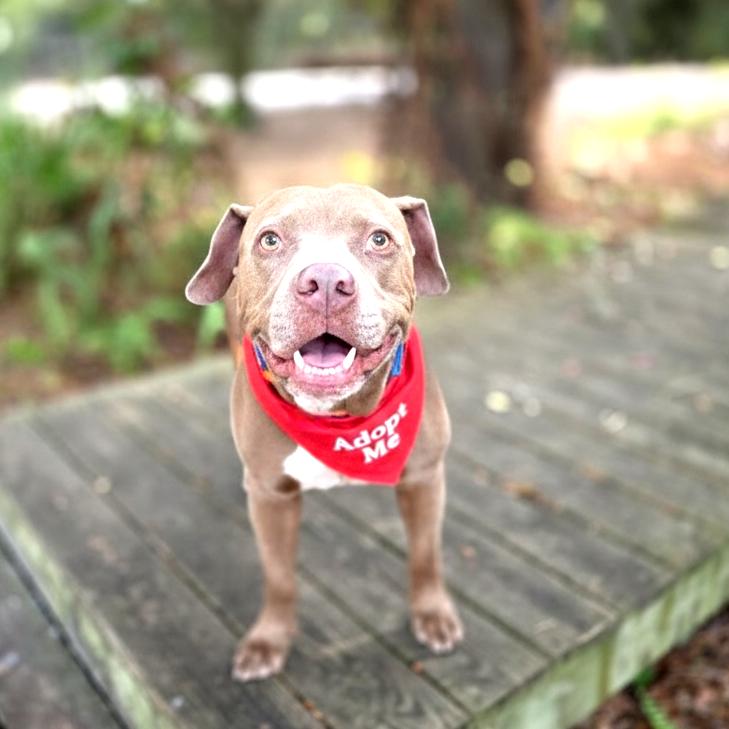 Enlarge Smoke, a Adoptable Mixed Breed in Port Charlotte, FL image 6/6